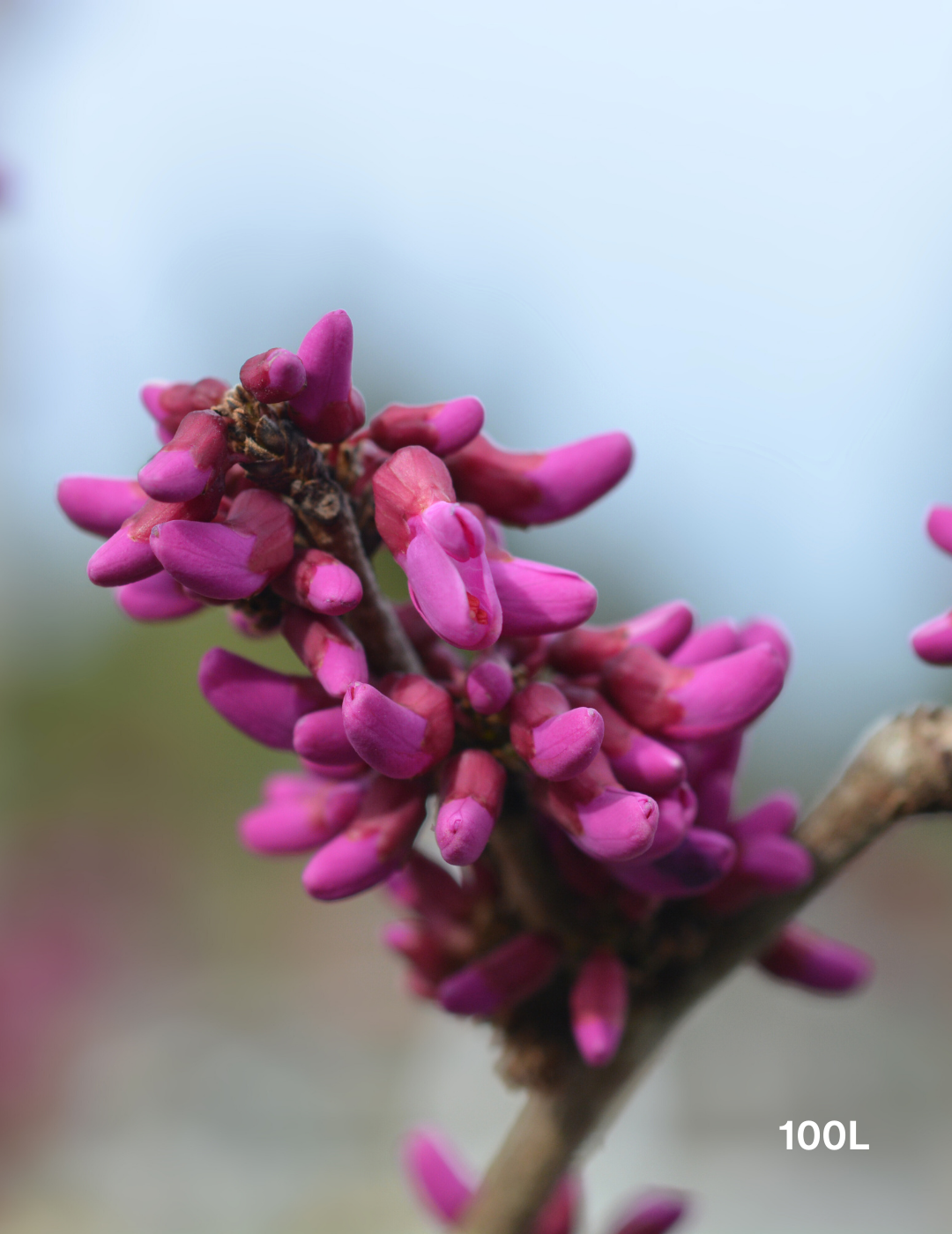 Cercis Chinensis 'Avondale'