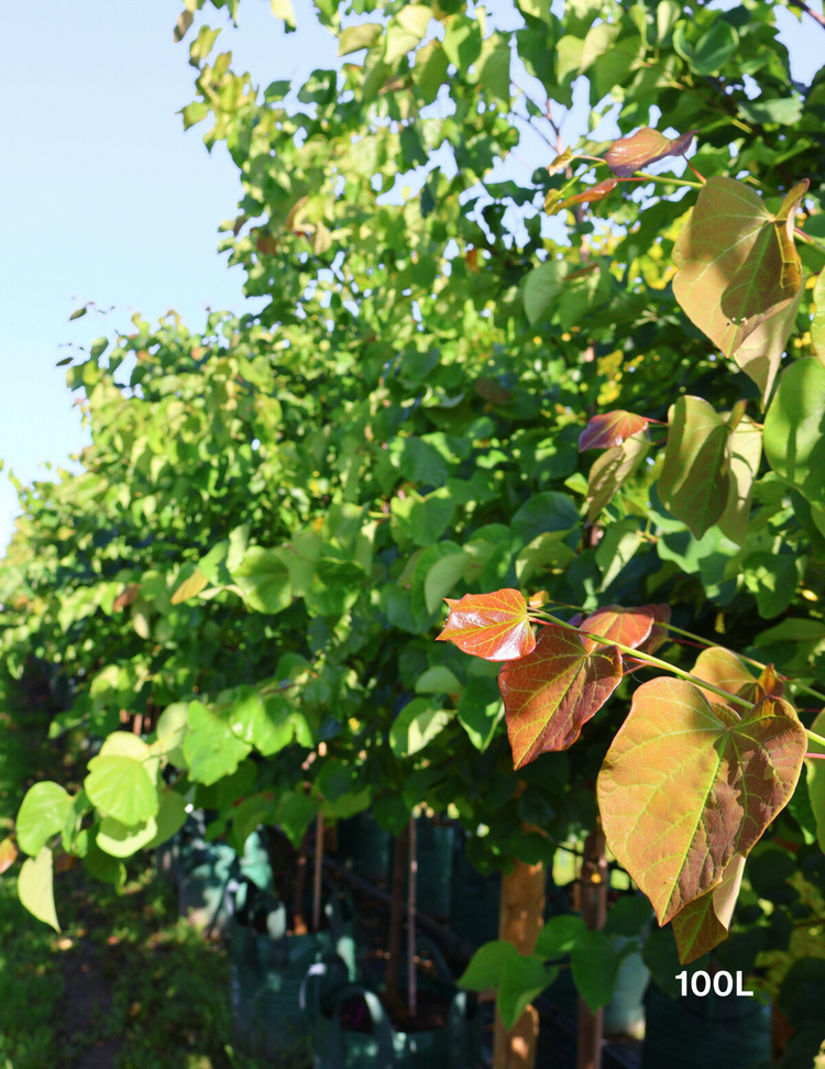 Cercis Chinensis 'Avondale'