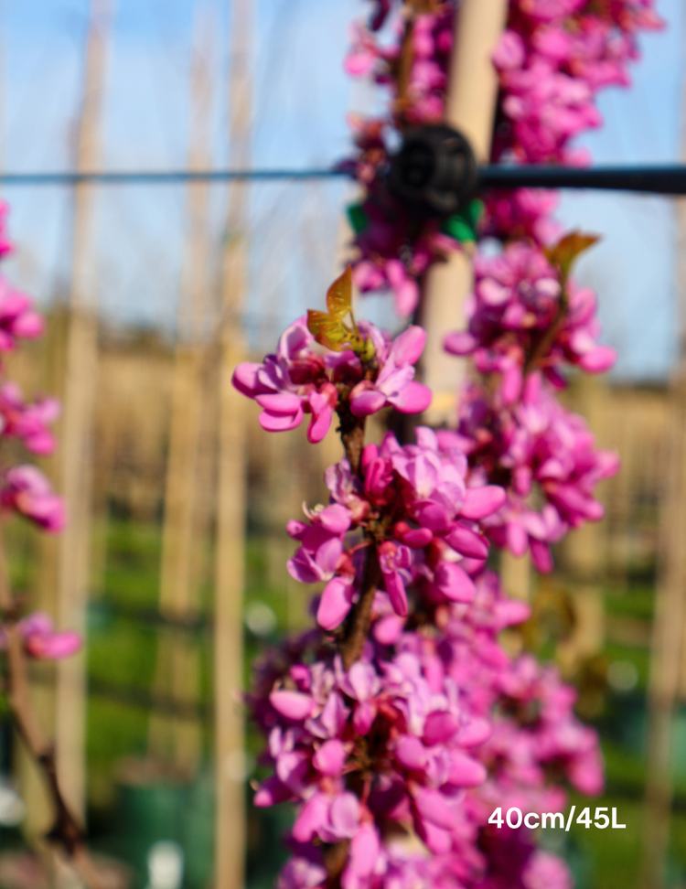 Cercis Chinensis 'Avondale'