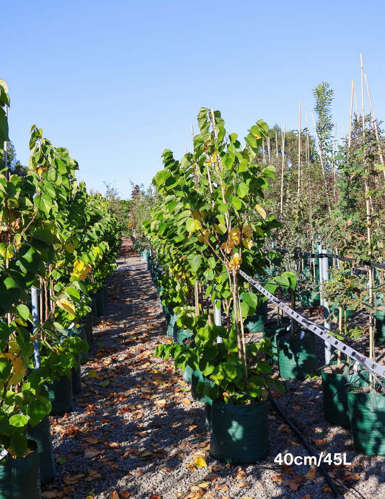 Cercis Chinensis 'Avondale'