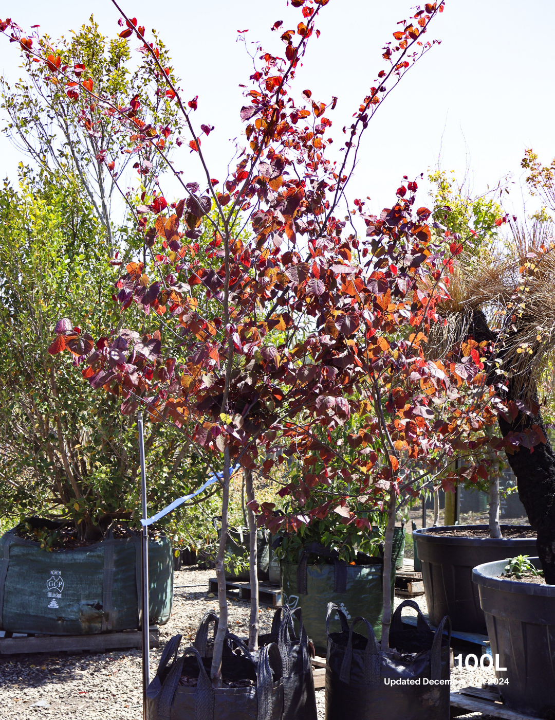 Cercis canadensis 'Forest Pansy' - Evergreen Trees Direct