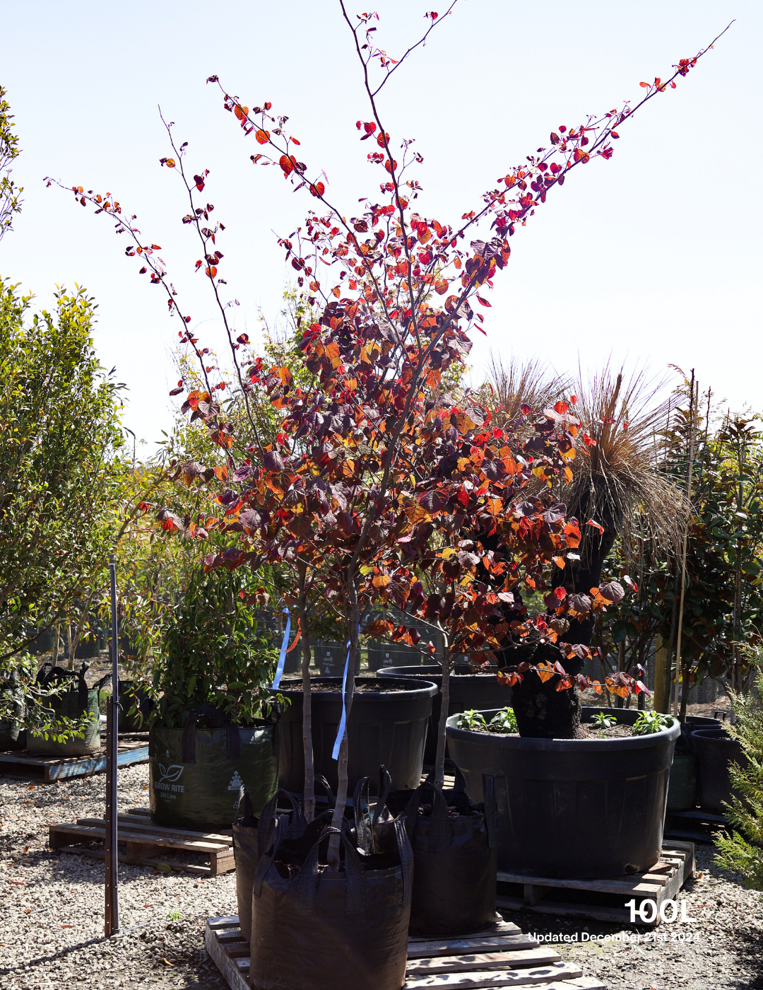 Cercis canadensis 'Forest Pansy' - Evergreen Trees Direct