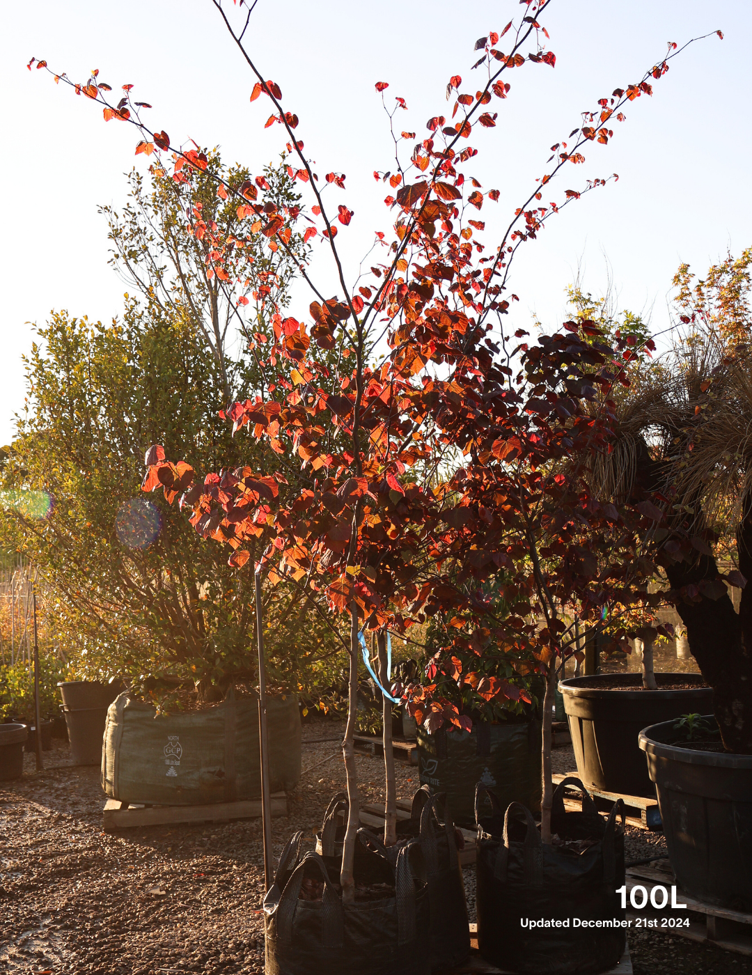 Cercis canadensis 'Forest Pansy' - Evergreen Trees Direct