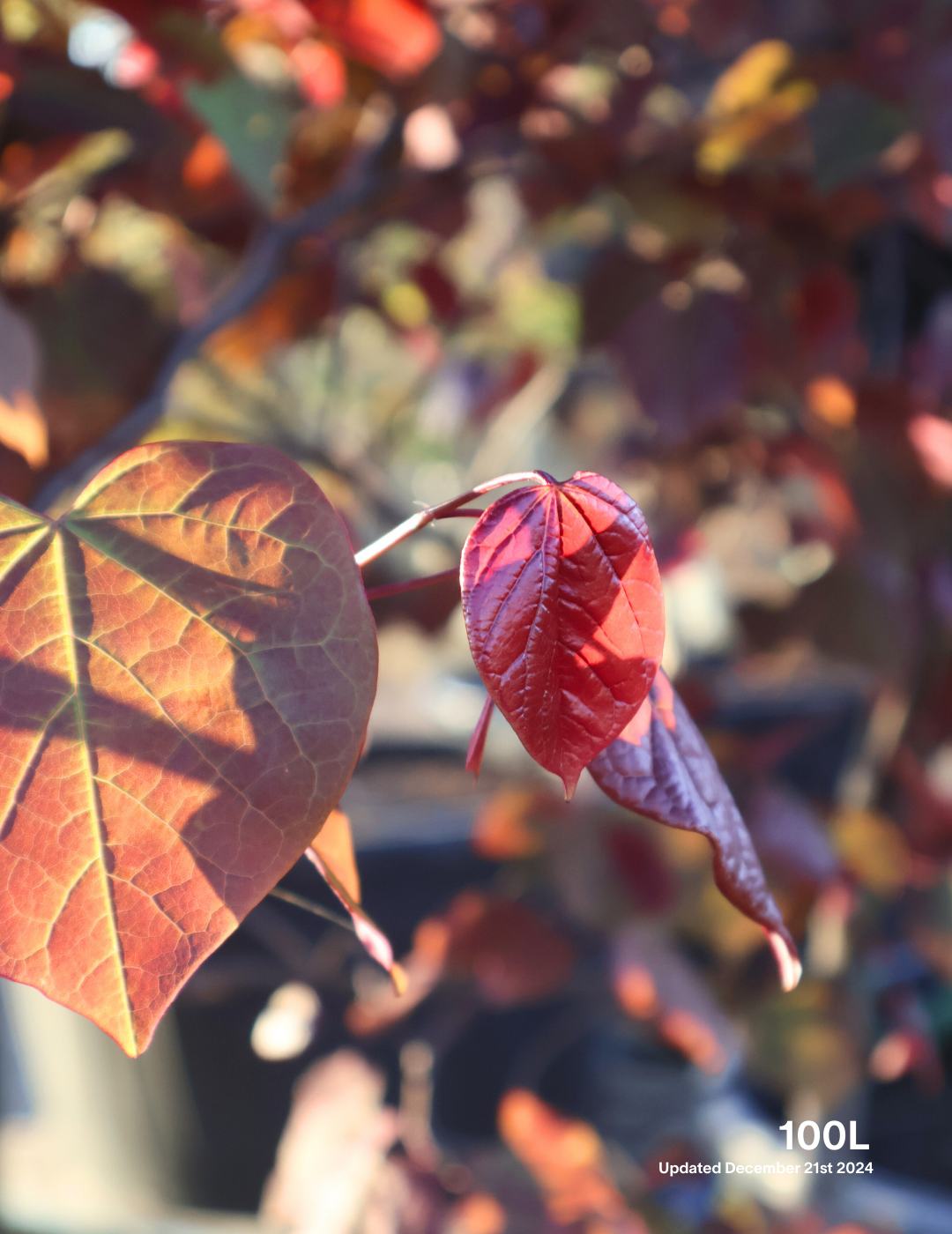 Cercis canadensis 'Forest Pansy' - Evergreen Trees Direct