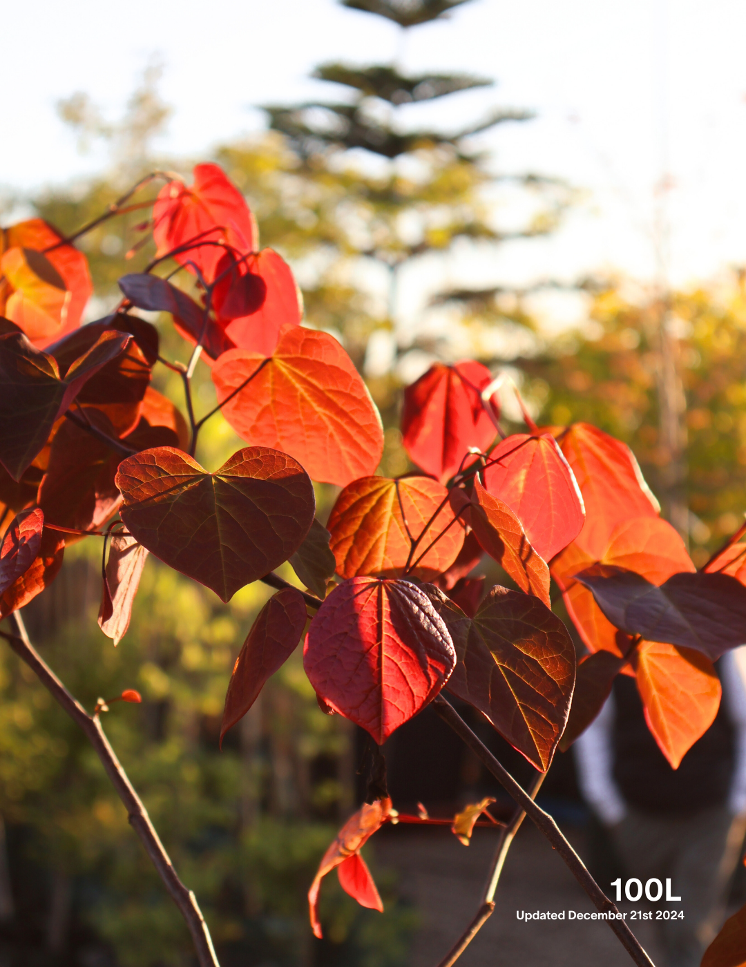 Cercis canadensis 'Forest Pansy' - Evergreen Trees Direct