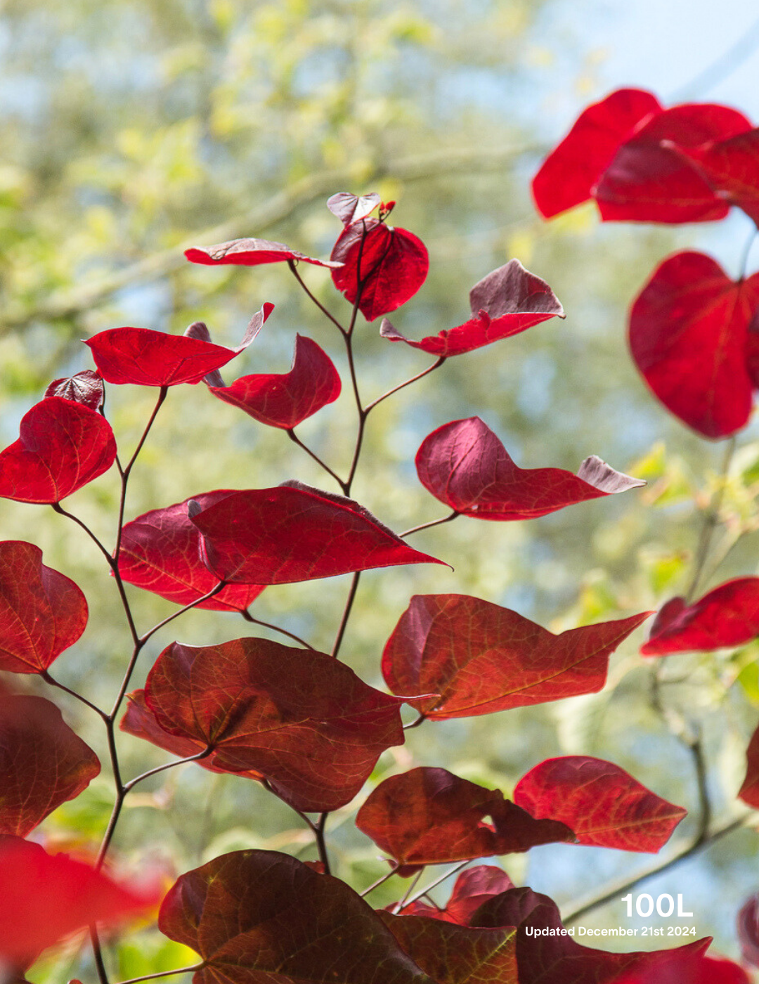 Cercis canadensis 'Forest Pansy' - Evergreen Trees Direct