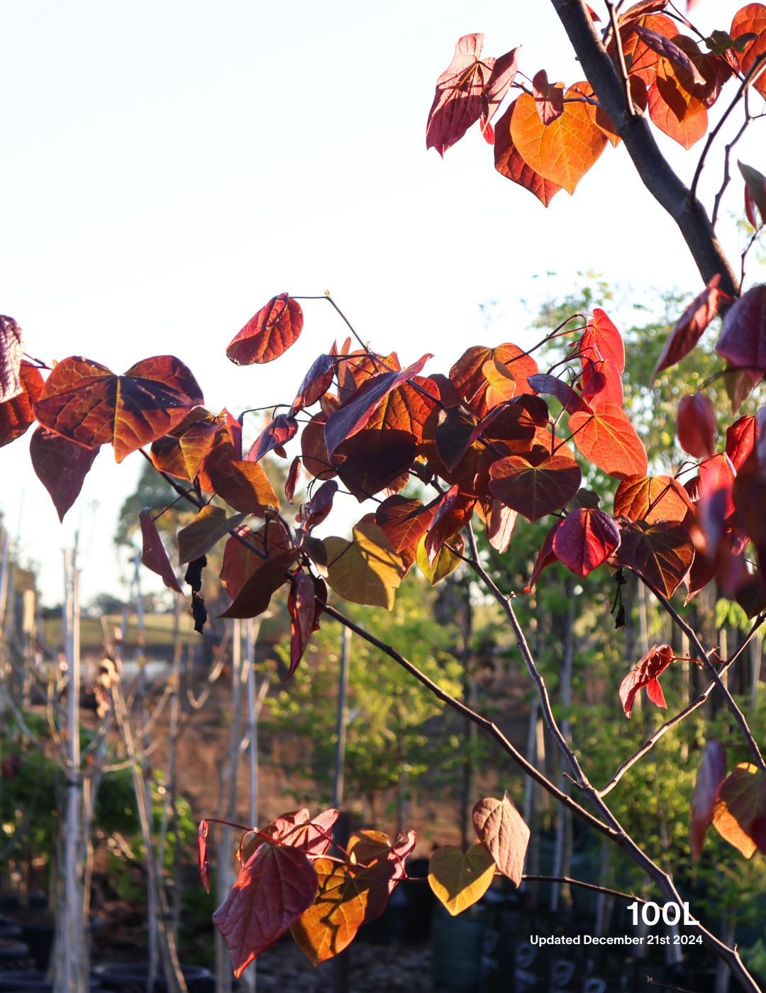 Cercis canadensis 'Forest Pansy' - Evergreen Trees Direct