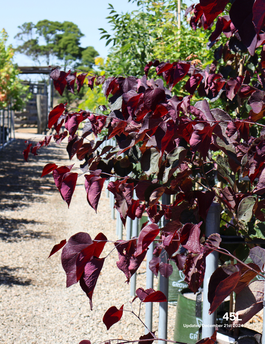 Cercis canadensis 'Forest Pansy' - Evergreen Trees Direct