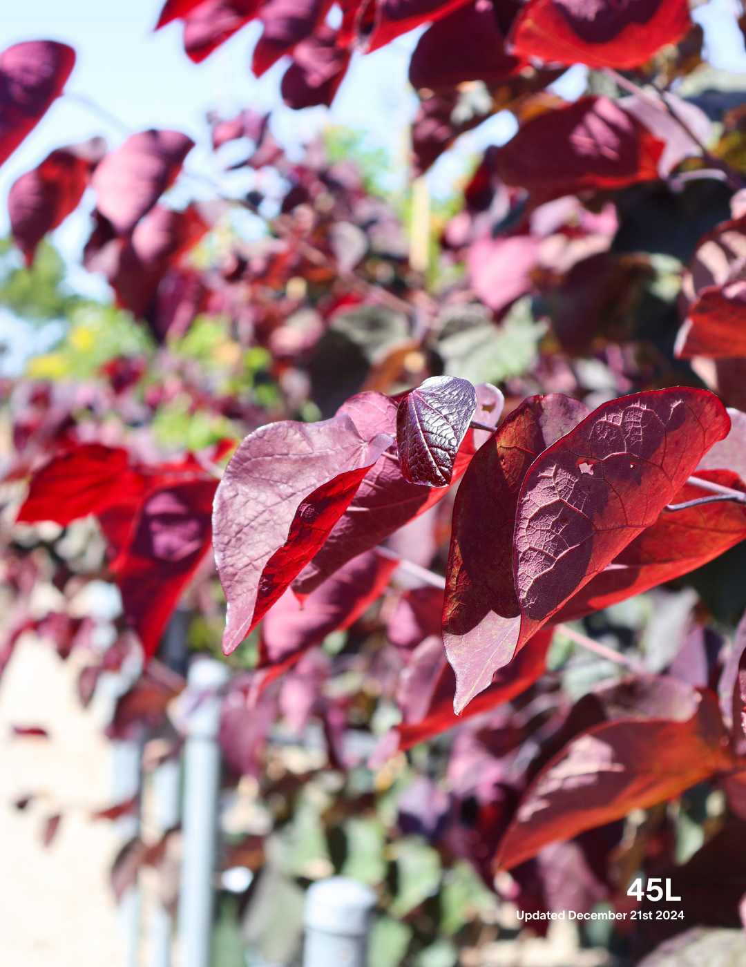 Cercis canadensis 'Forest Pansy' - Evergreen Trees Direct