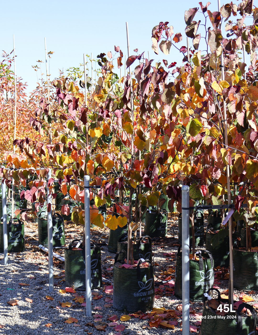 Cercis canadensis 'Forest Pansy' - Evergreen Trees Direct