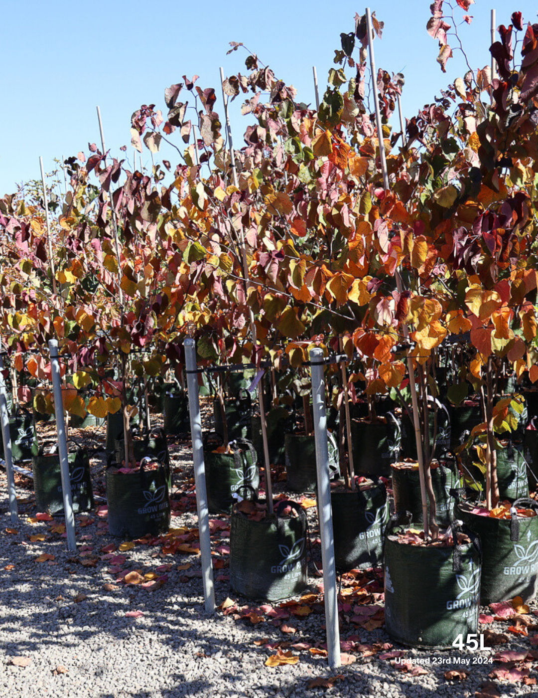 Cercis canadensis 'Forest Pansy' - Evergreen Trees Direct