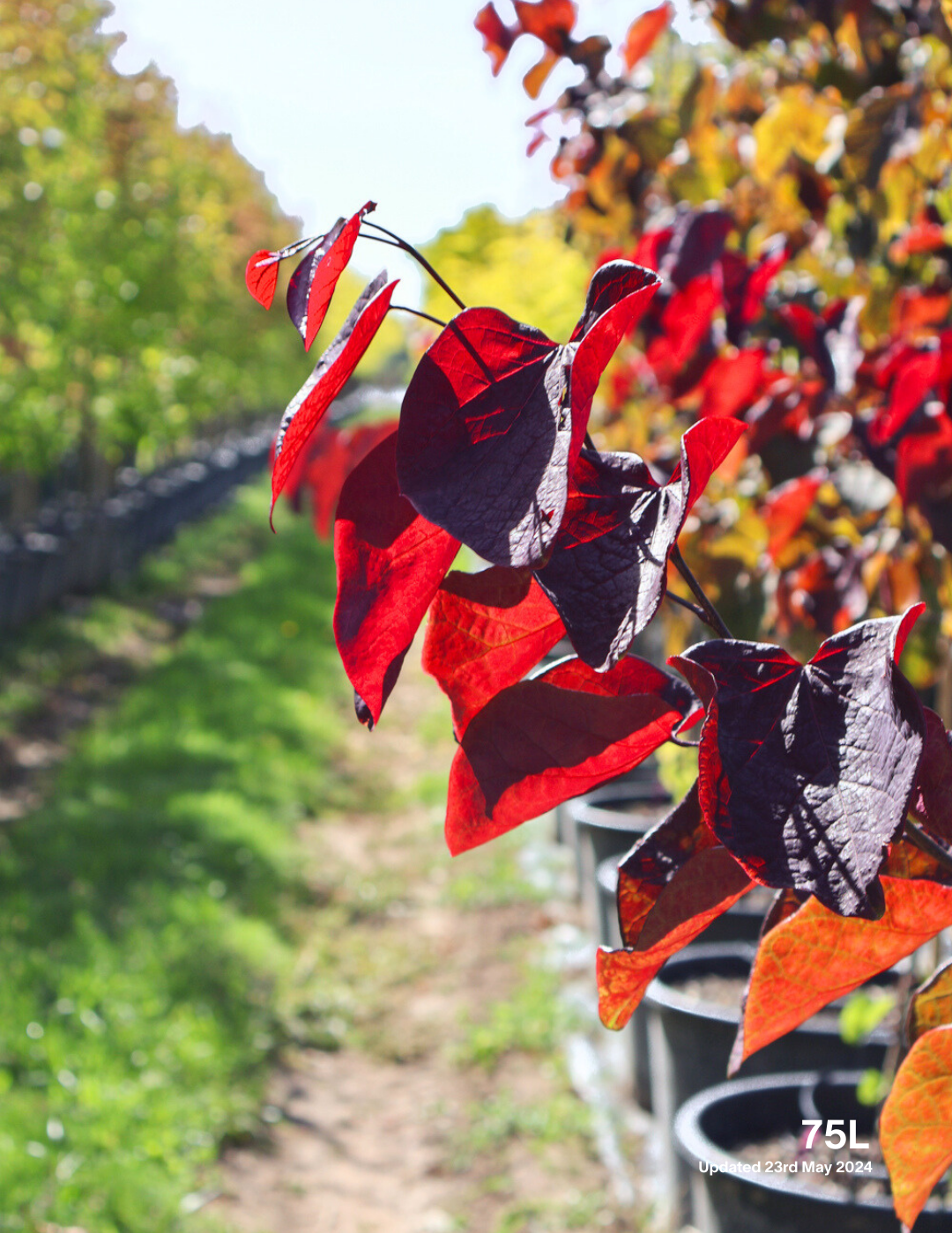 Cercis canadensis 'Forest Pansy' - Evergreen Trees Direct