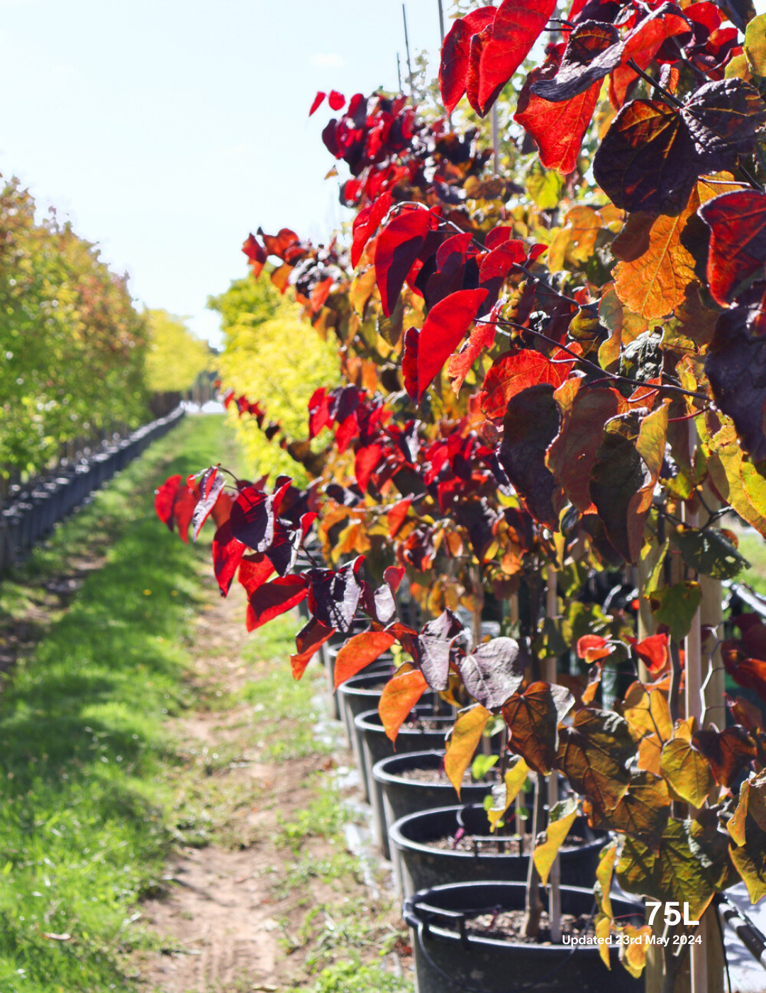 Cercis canadensis 'Forest Pansy' - Evergreen Trees Direct