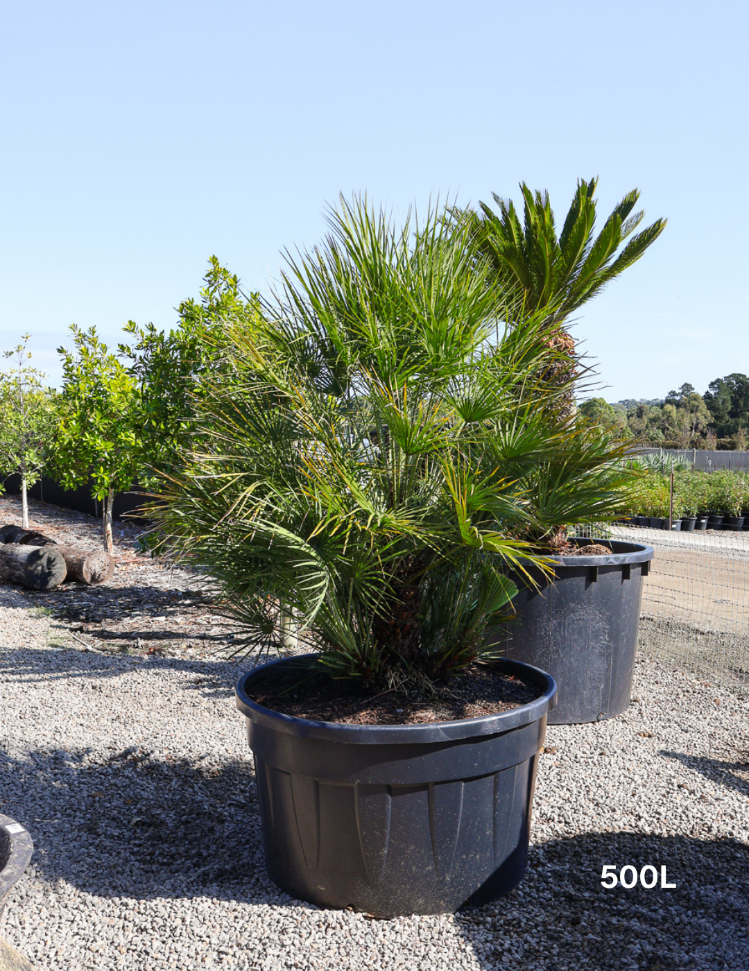 Chamaerops humilis - Evergreen Trees Direct