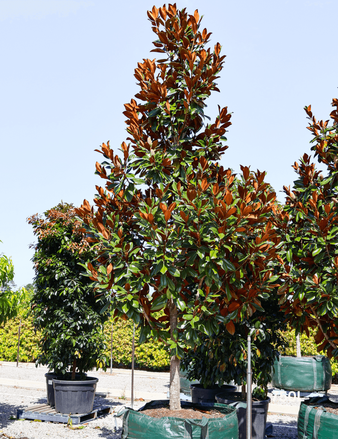 Magnolia grandiflora 'Coolwyn Gloss' - Evergreen Trees Direct