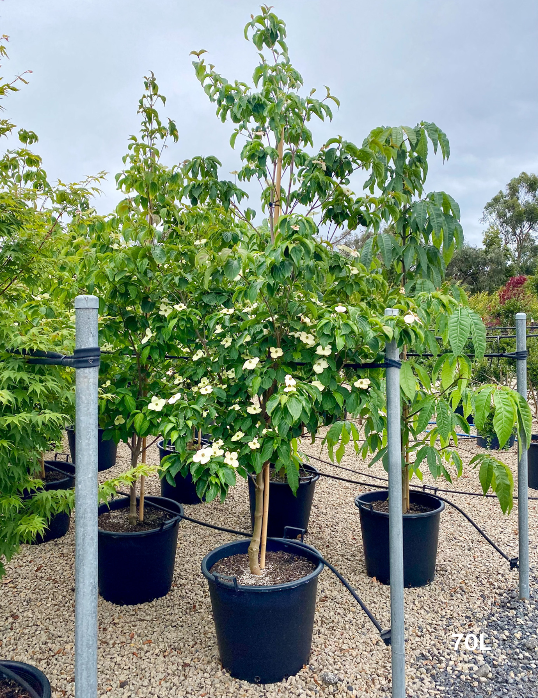 Cornus x 'Eric Gennet' (Dogwood) - Evergreen Trees Direct