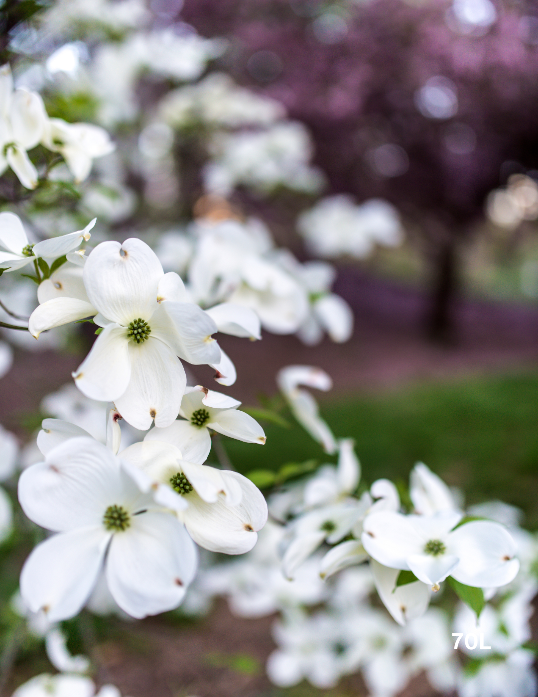 Cornus x 'Eric Gennet' (Dogwood) - Evergreen Trees Direct