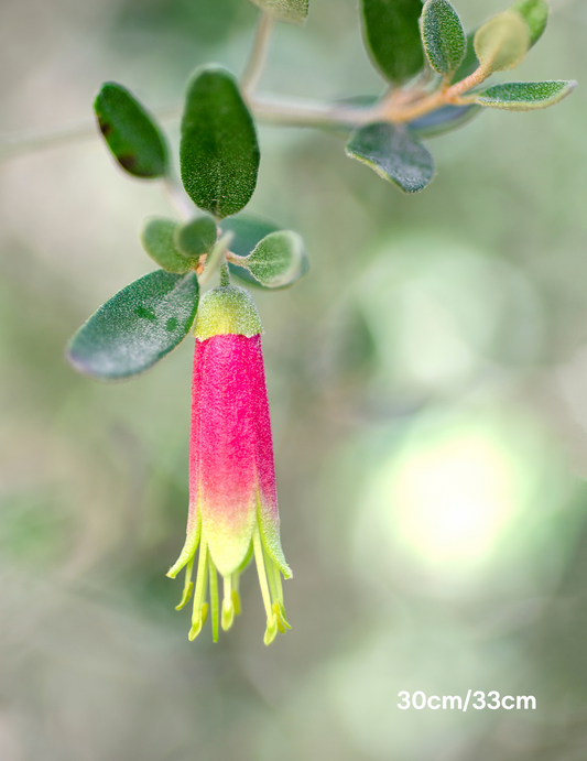 Correa 'Tucker Time Dinner Bells'