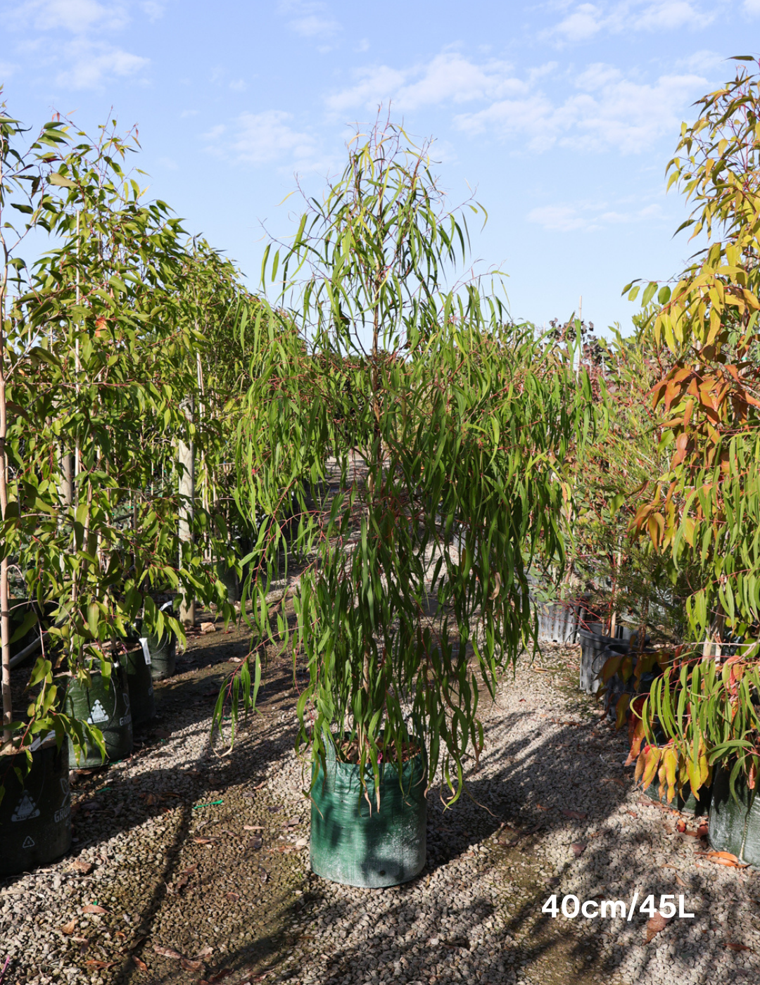 Corymbia citriodora - Evergreen Trees Direct