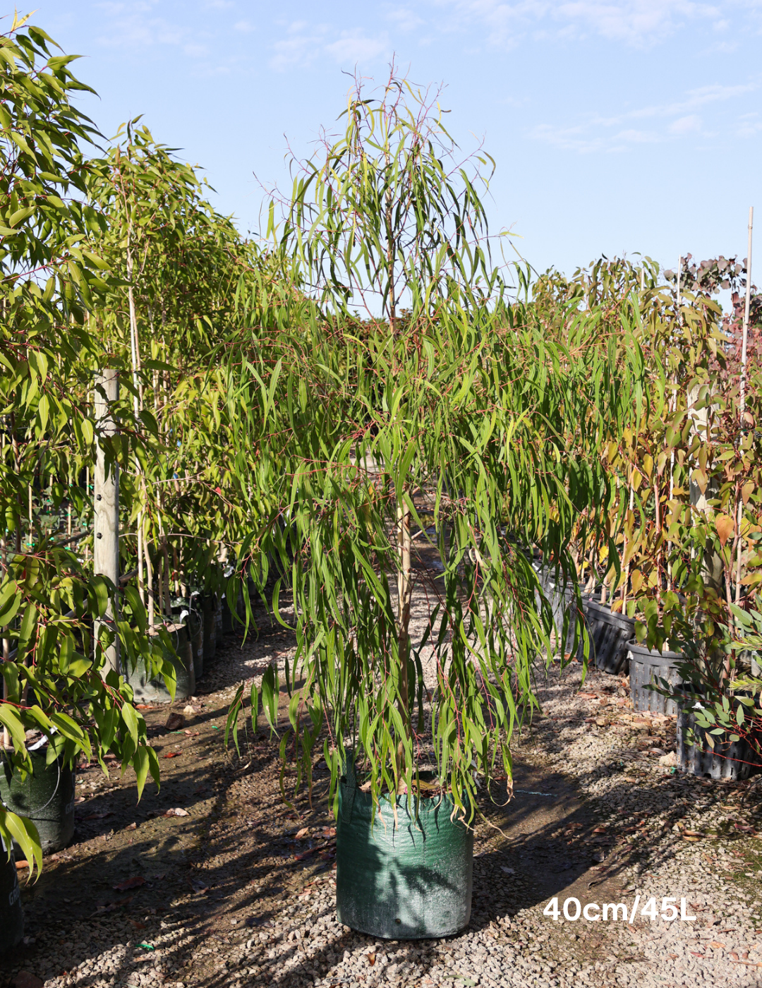 Corymbia citriodora - Evergreen Trees Direct