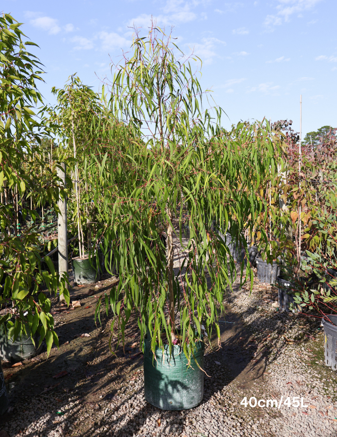 Corymbia citriodora - Evergreen Trees Direct