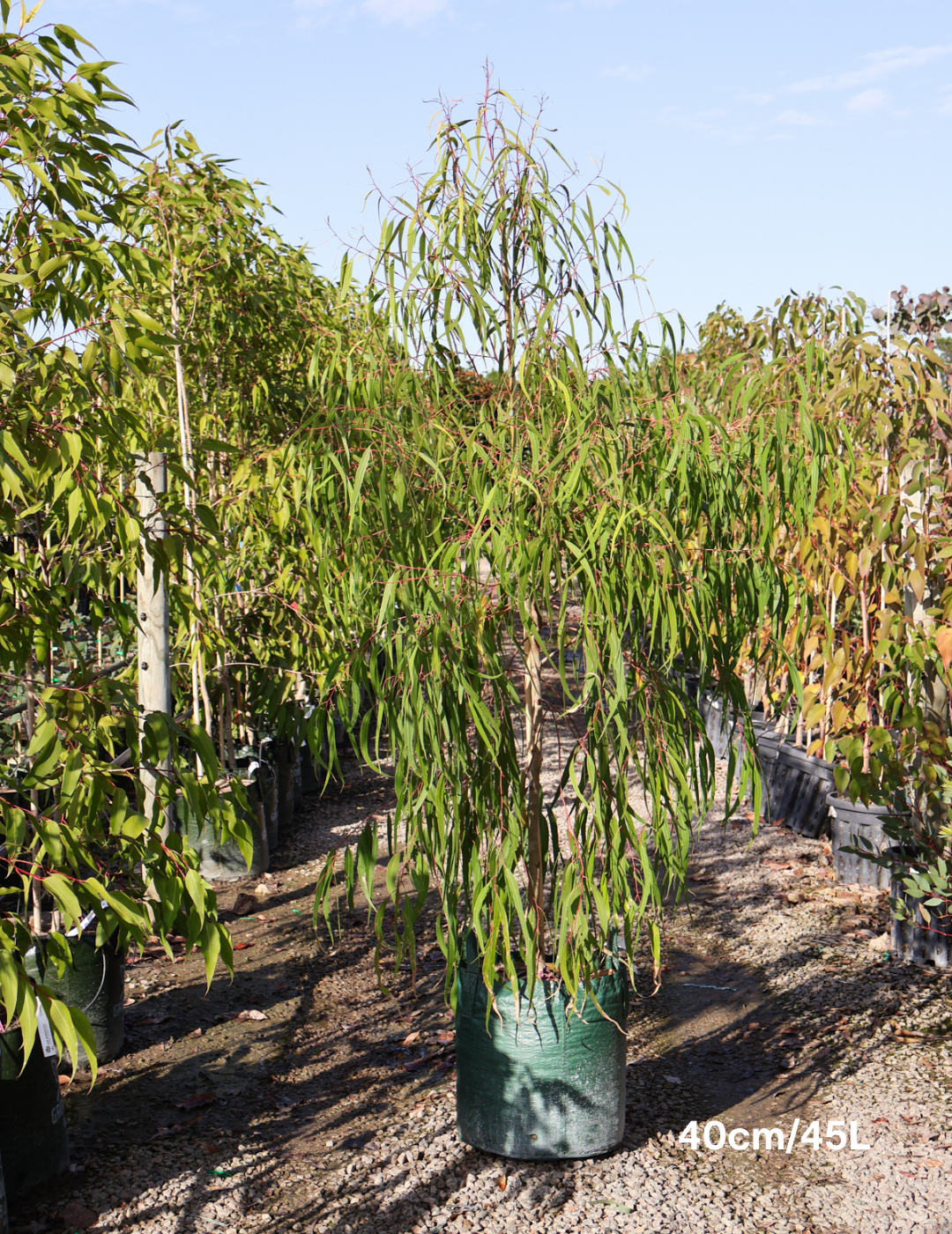 Corymbia citriodora - Evergreen Trees Direct