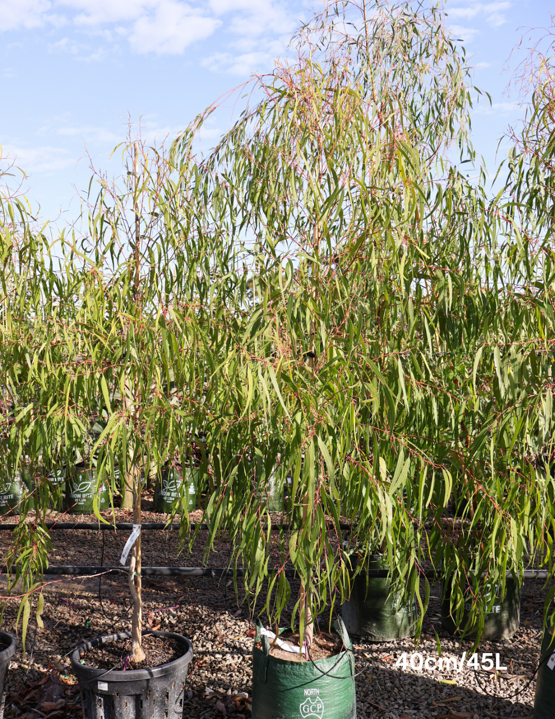 Corymbia citriodora - Evergreen Trees Direct