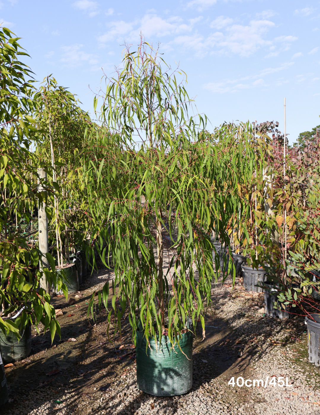 Corymbia citriodora - Evergreen Trees Direct