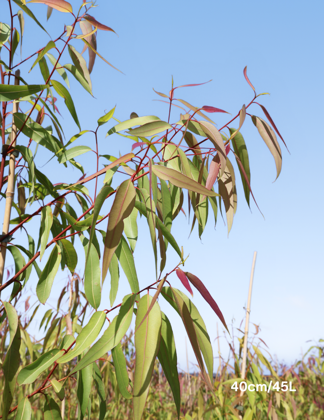 Corymbia citriodora - Evergreen Trees Direct