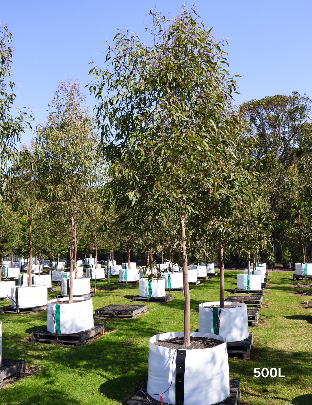 Corymbia citriodora