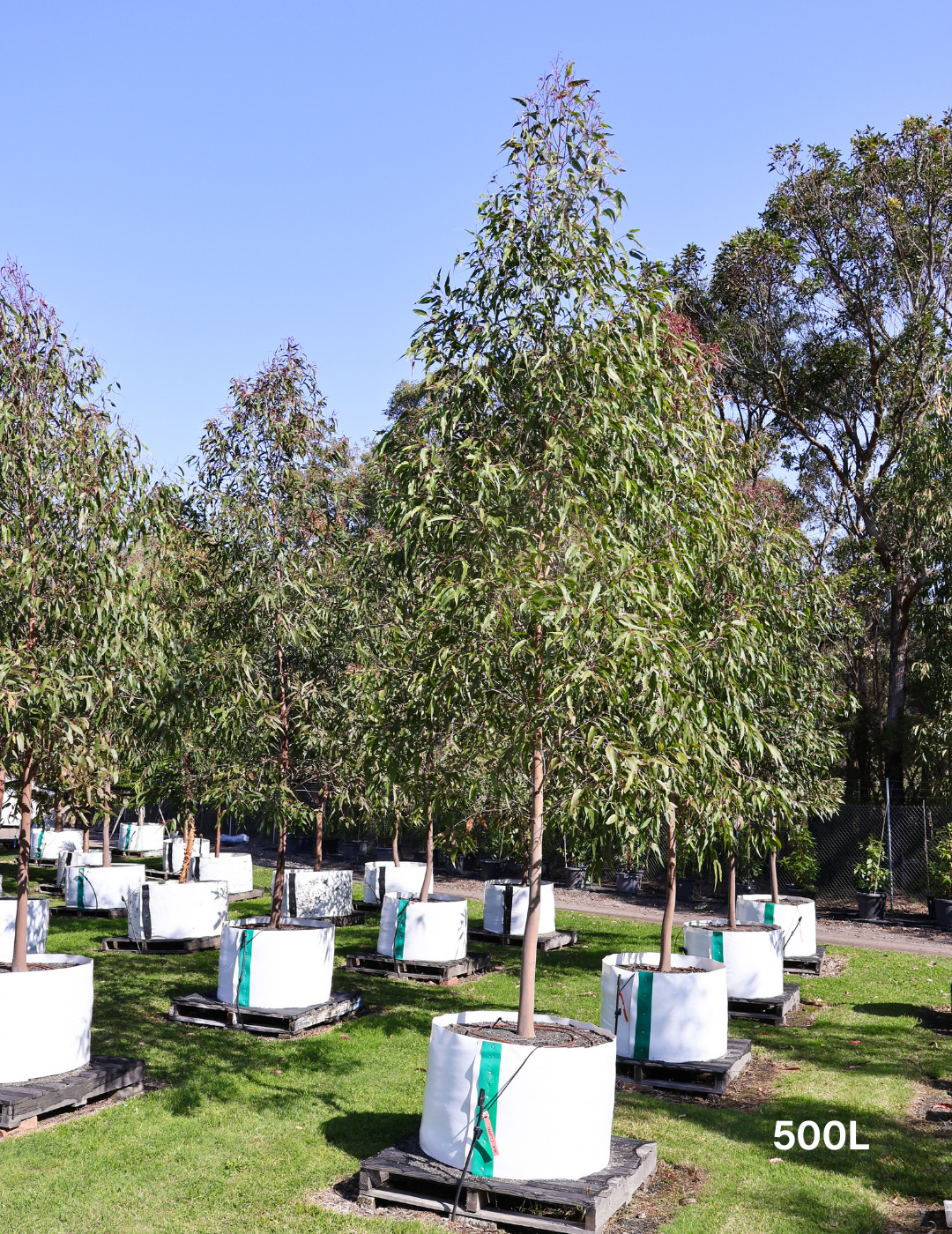 Corymbia citriodora - Evergreen Trees Direct