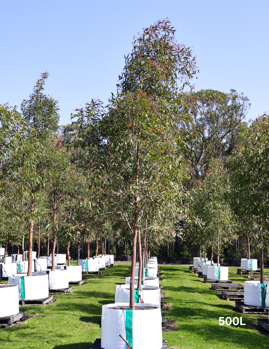 Corymbia citriodora - Evergreen Trees Direct