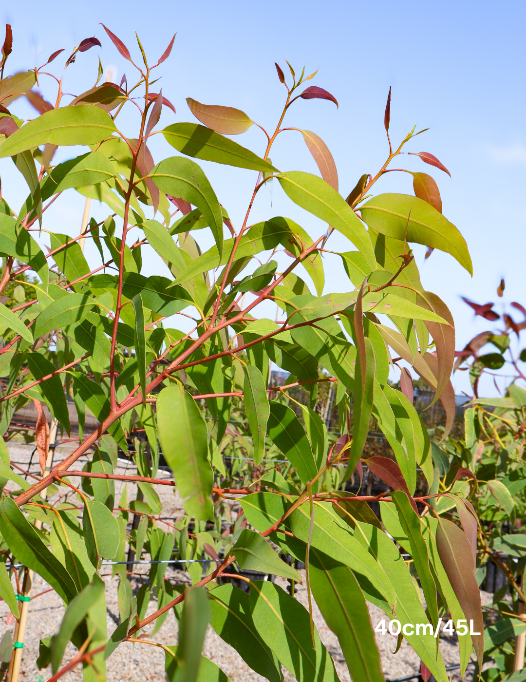 Corymbia Eximia - Evergreen Trees Direct