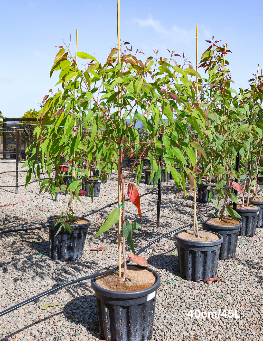 Corymbia exima 'Nana'