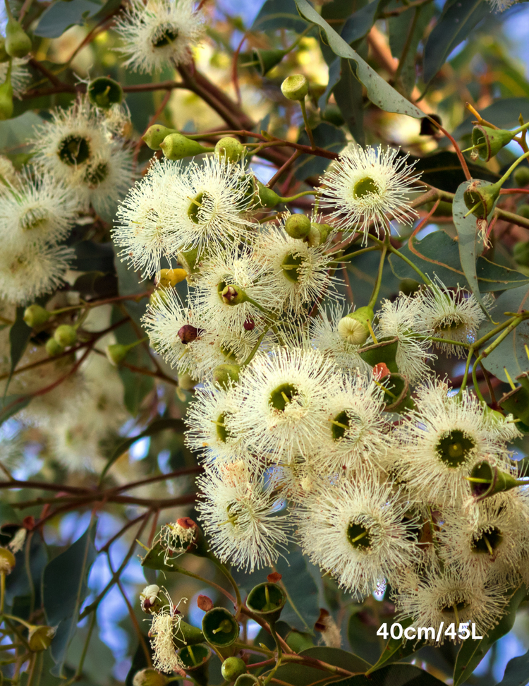 Corymbia Eximia