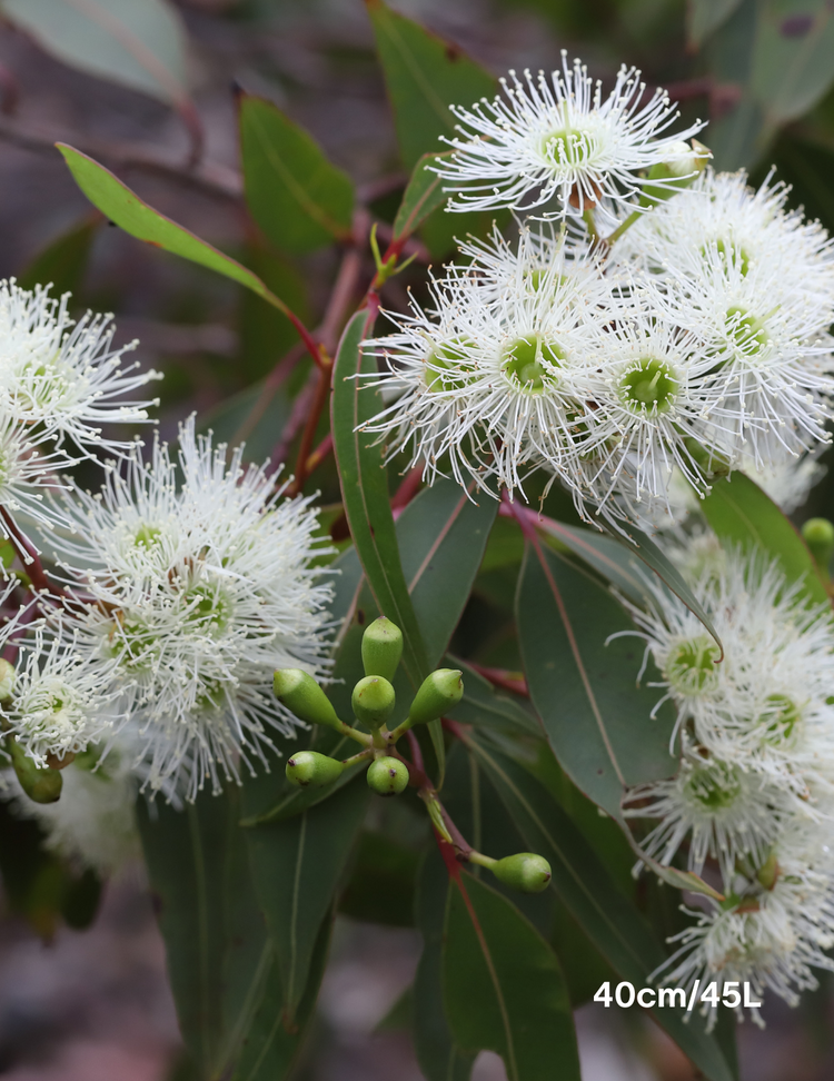 Corymbia Eximia