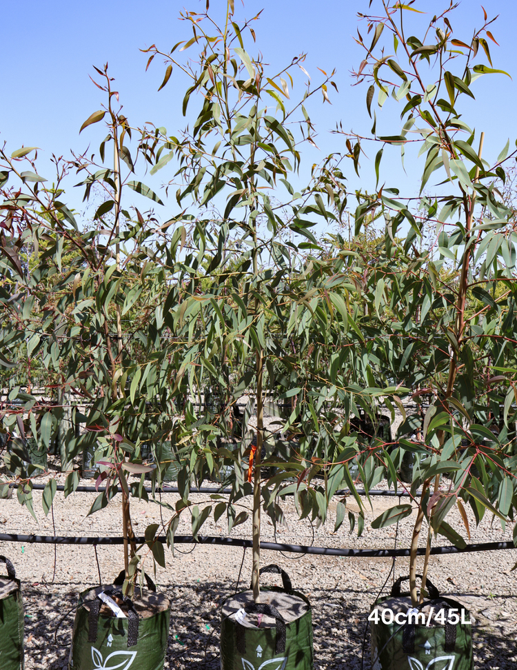 Corymbia Eximia