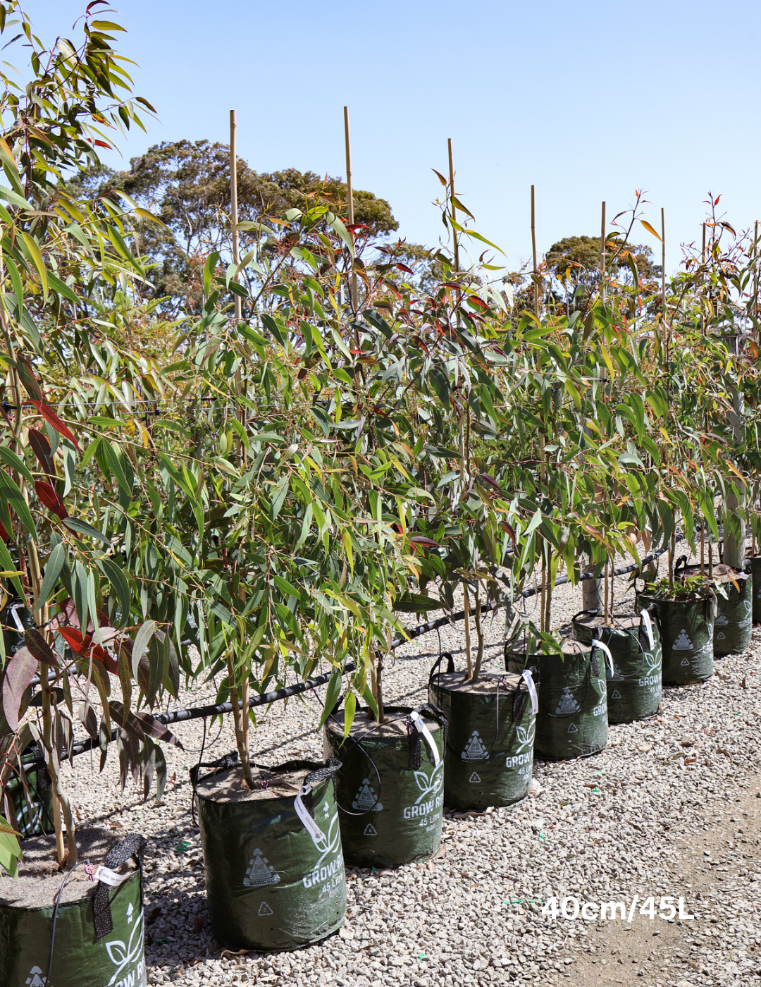 Corymbia Eximia - Evergreen Trees Direct