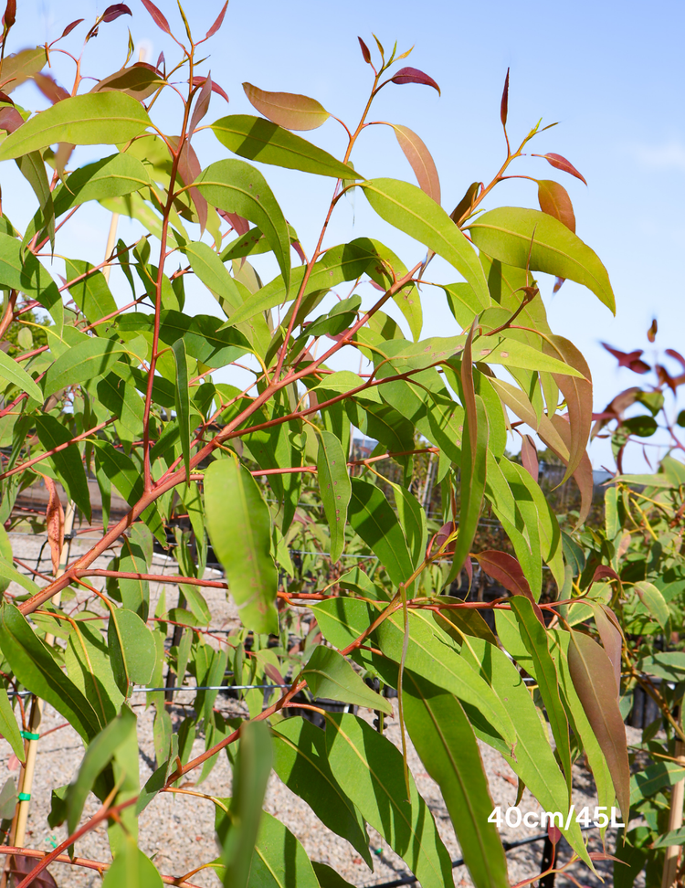 Corymbia Eximia