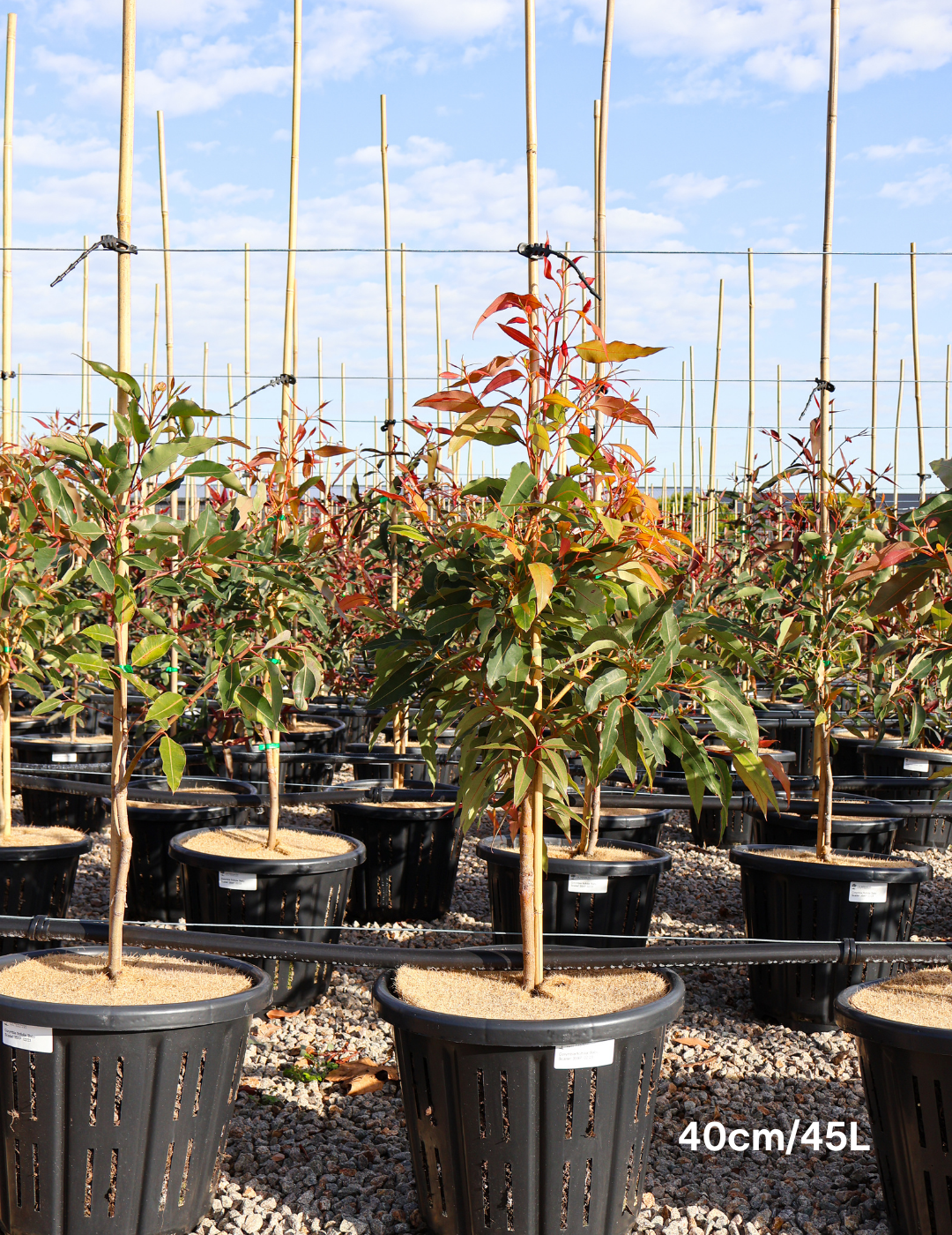 Corymbia ficifolia 'Baby Scarlet'