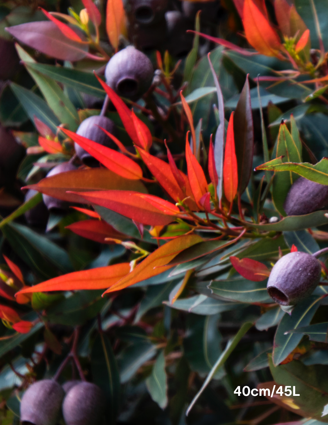 Corymbia ficifolia 'Baby Scarlet'