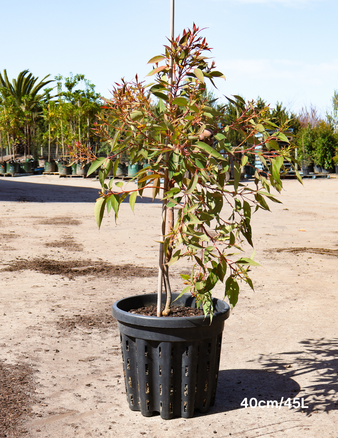 Corymbia Ficifolia Wild Sunset