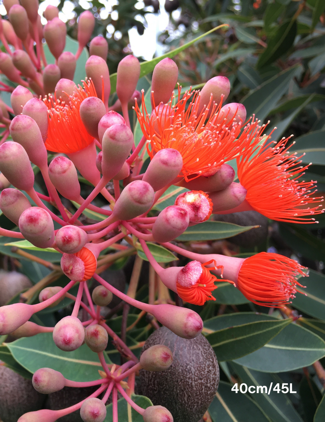 Corymbia Ficifolia Wild Sunset