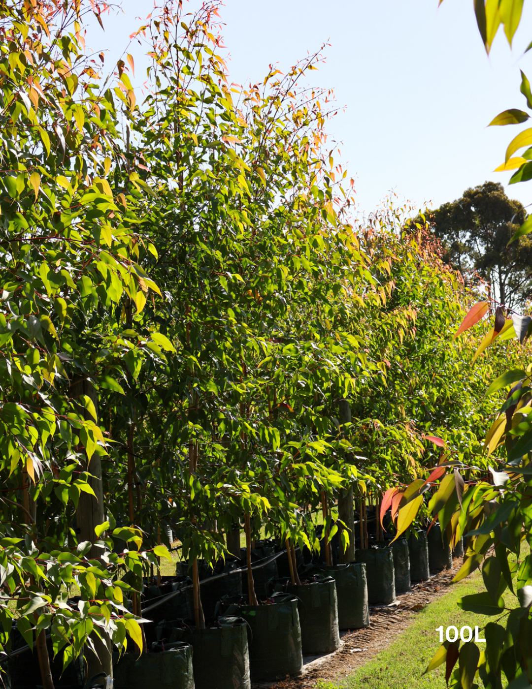 Corymbia maculata - Evergreen Trees Direct