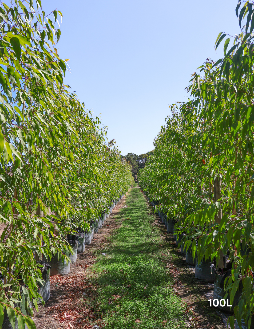 Corymbia maculata - Evergreen Trees Direct