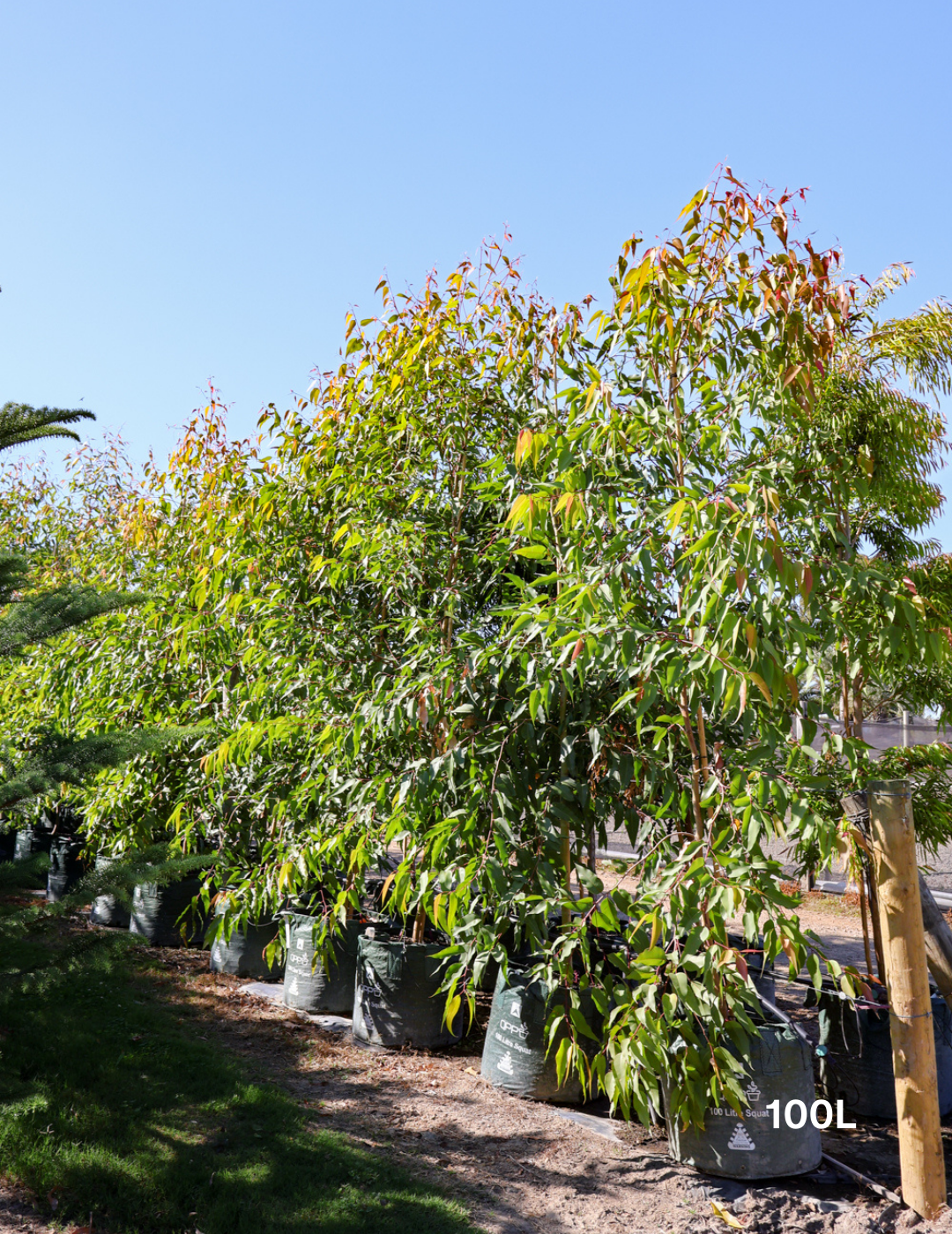 Corymbia maculata