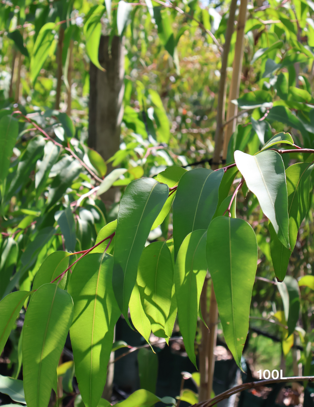 Corymbia maculata - Evergreen Trees Direct