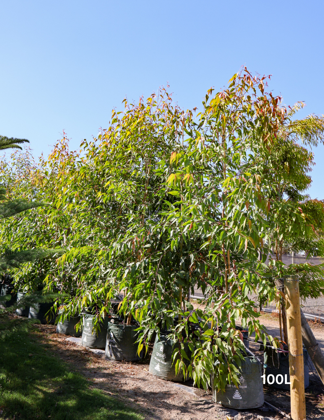 Corymbia maculata - Evergreen Trees Direct