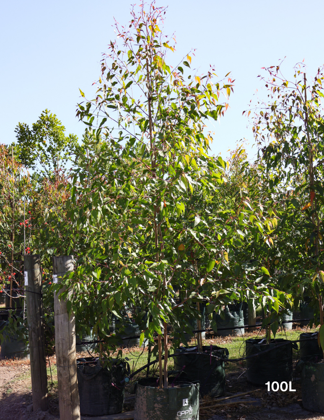 Corymbia maculata - Evergreen Trees Direct