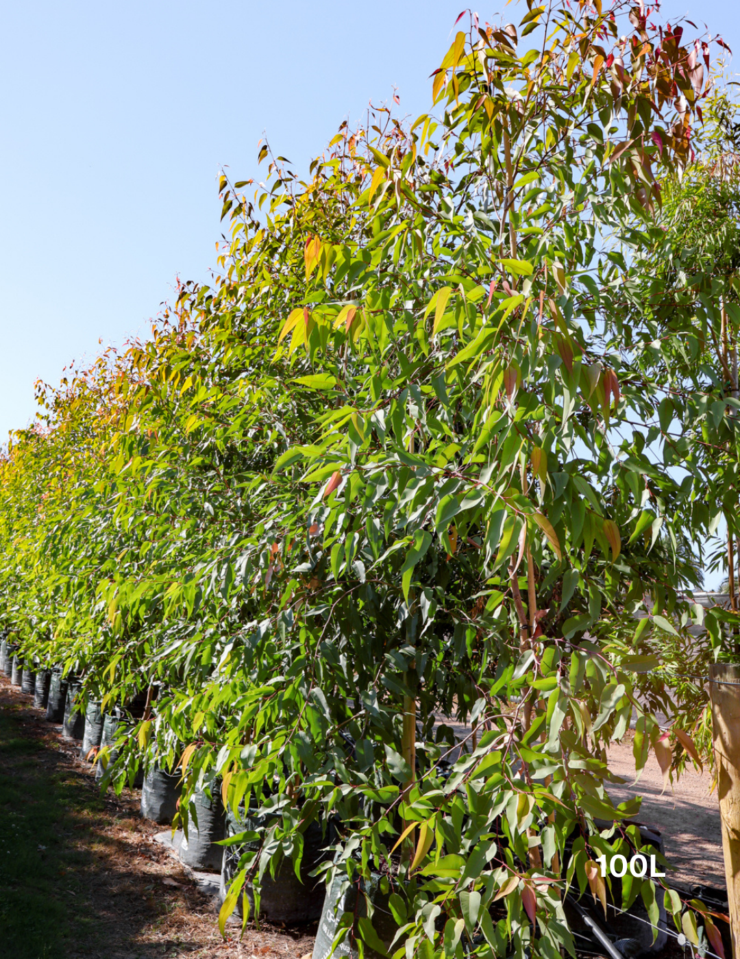 Corymbia maculata - Evergreen Trees Direct